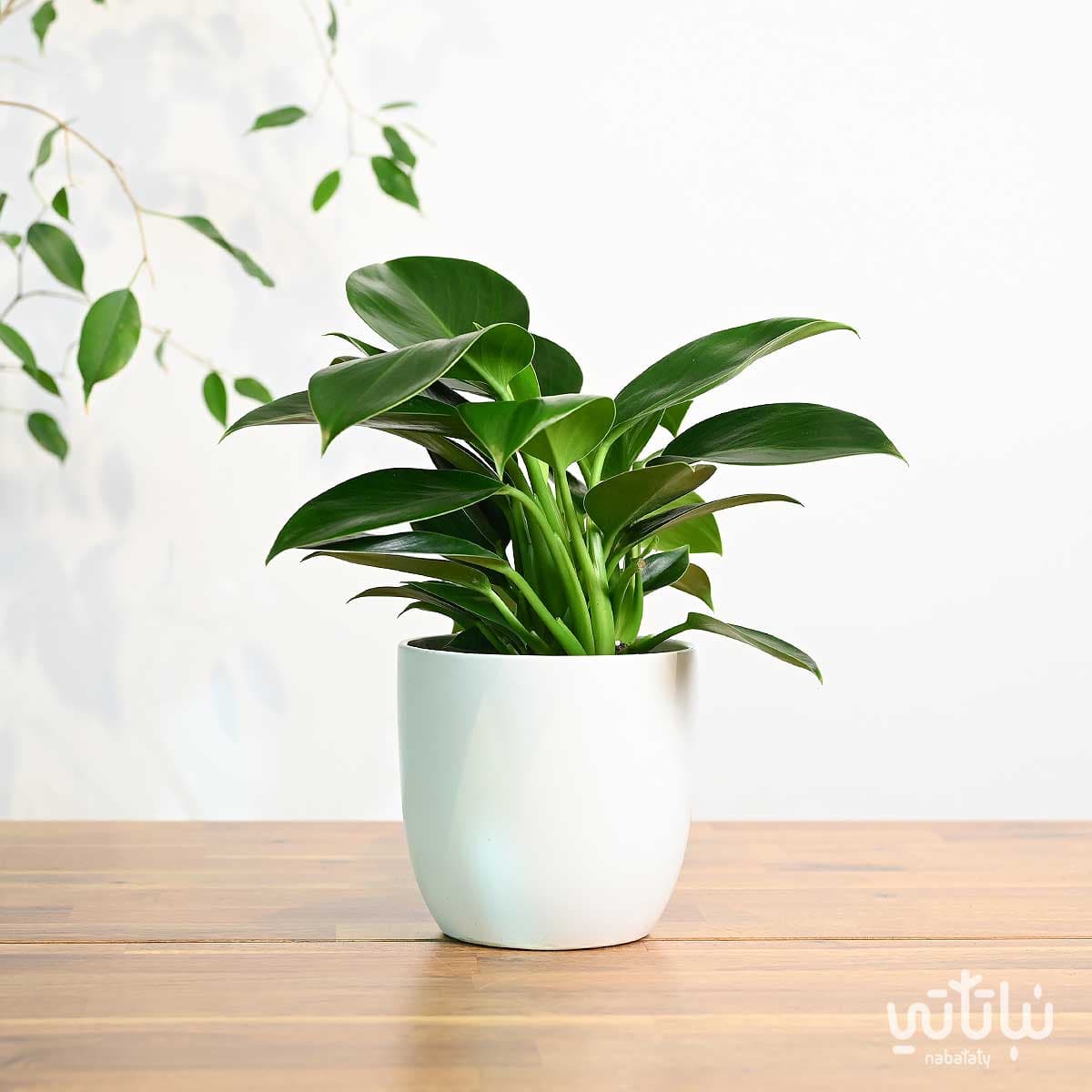 Green Princess Philodendron Plant in a White Ceramic Pot