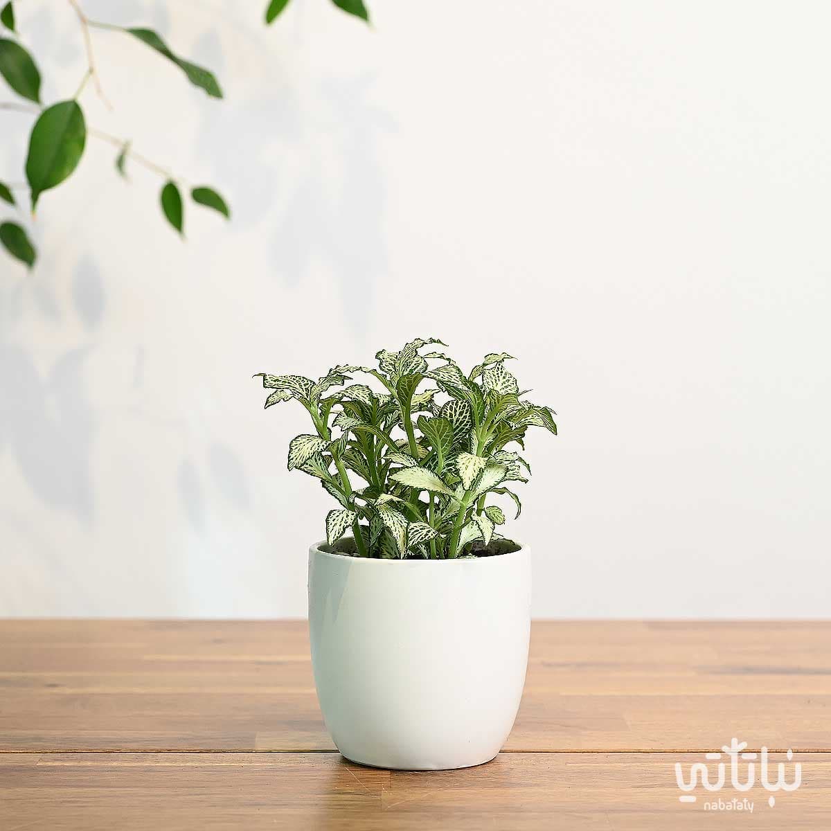 Fittonia Plant in a White Ceramic Pot 1