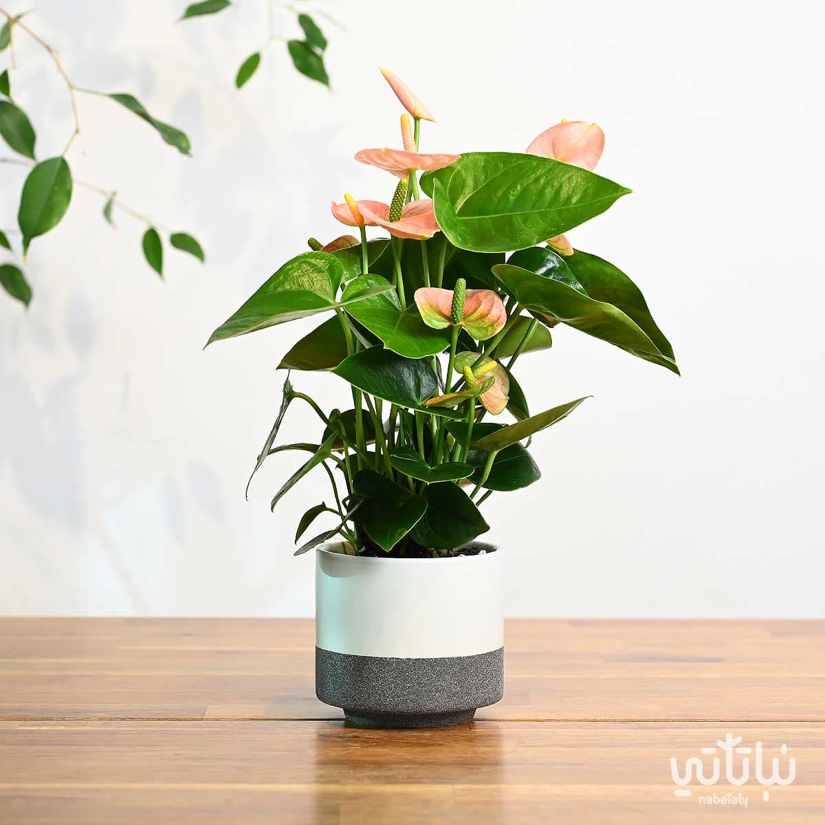 Small Light Pink Anthurium Plant in a White Ceramic Pot
