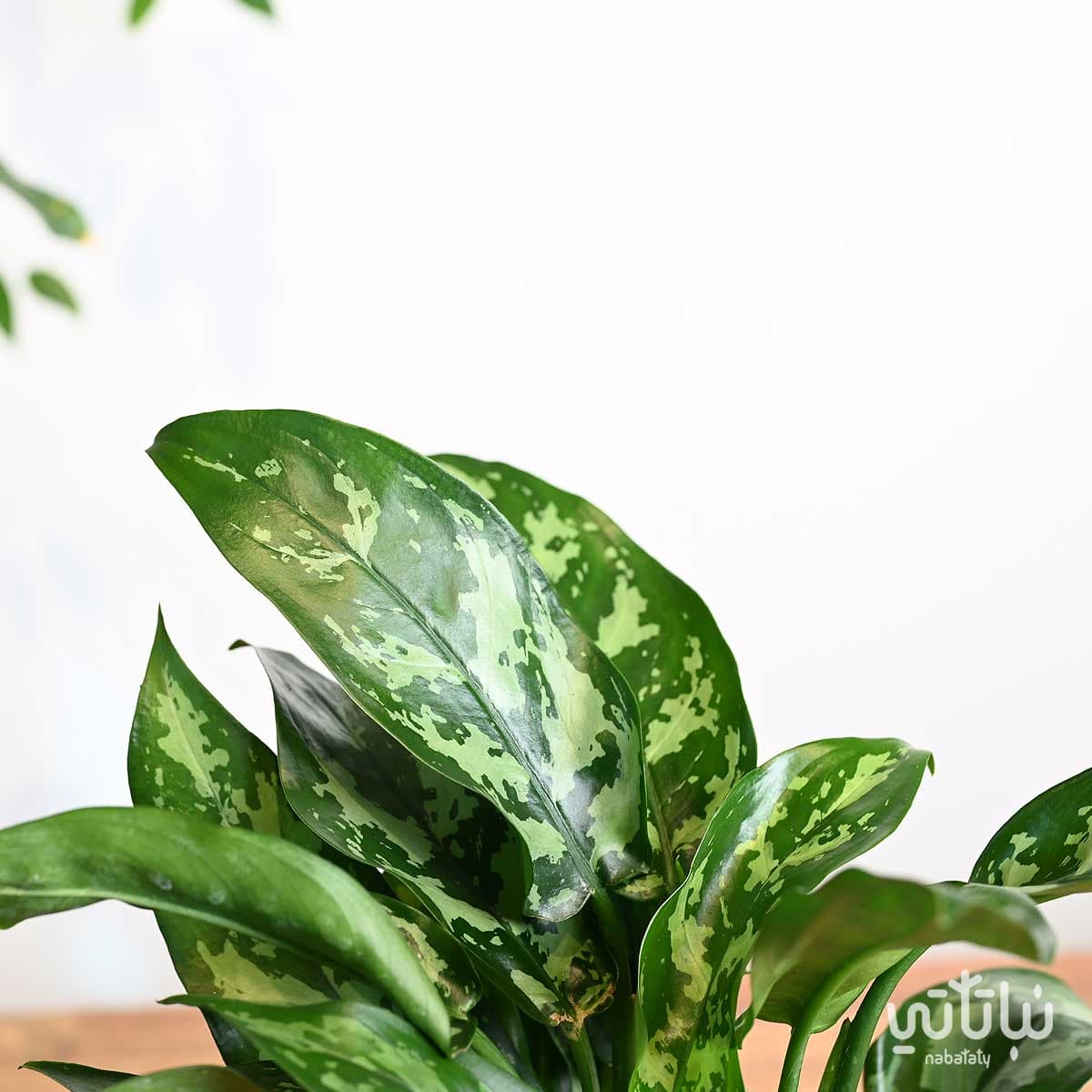 Aglaonema Plant in a White Ceramic Pot 3