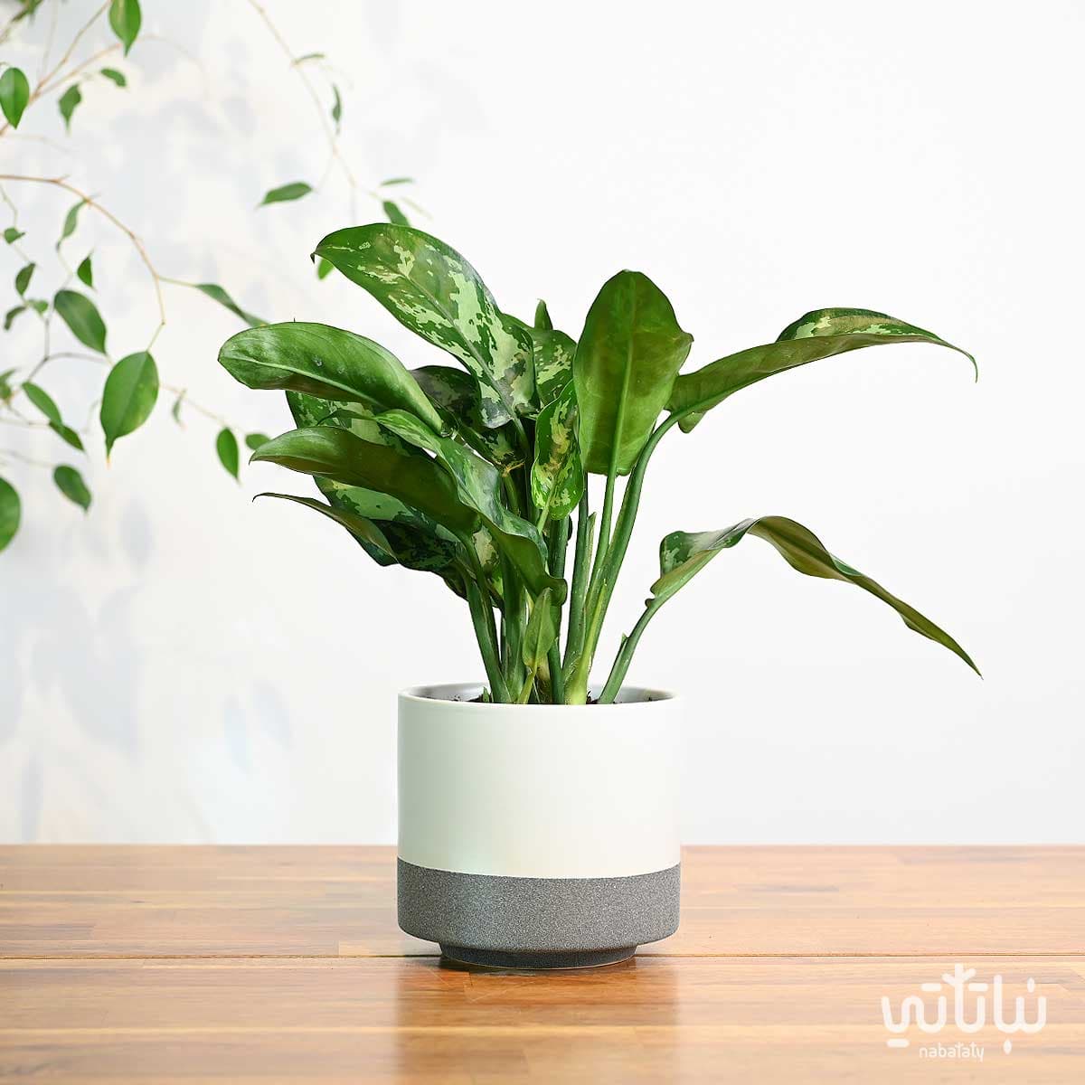 Aglaonema Plant in a White Ceramic Pot 1