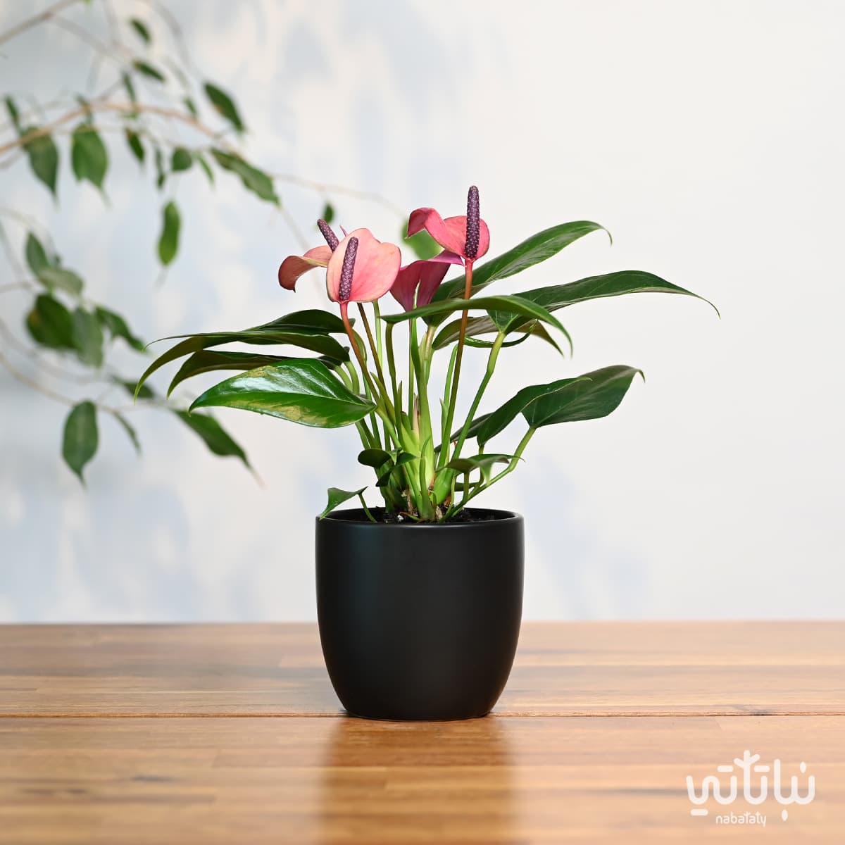 Anthurium plant purple flowers in a black ceramic pot 1