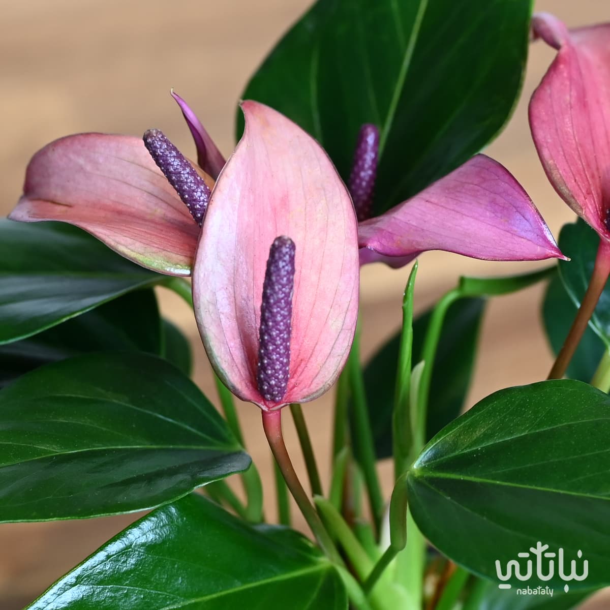 Anthurium plant purple flowers in a black ceramic pot 3