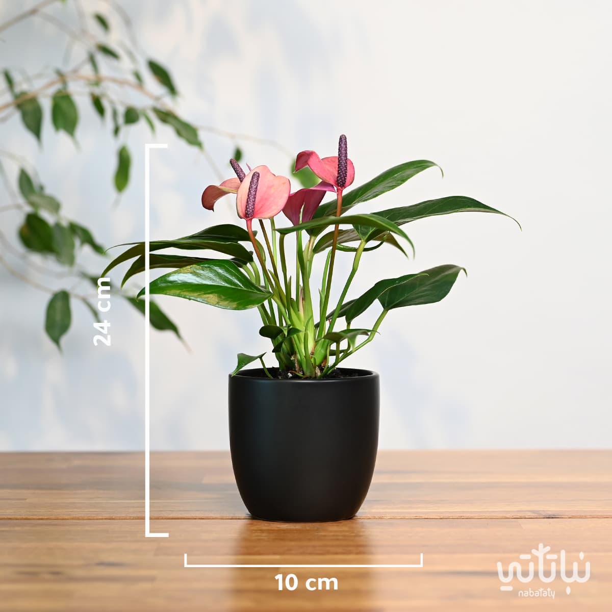 Anthurium plant purple flowers in a black ceramic pot 2