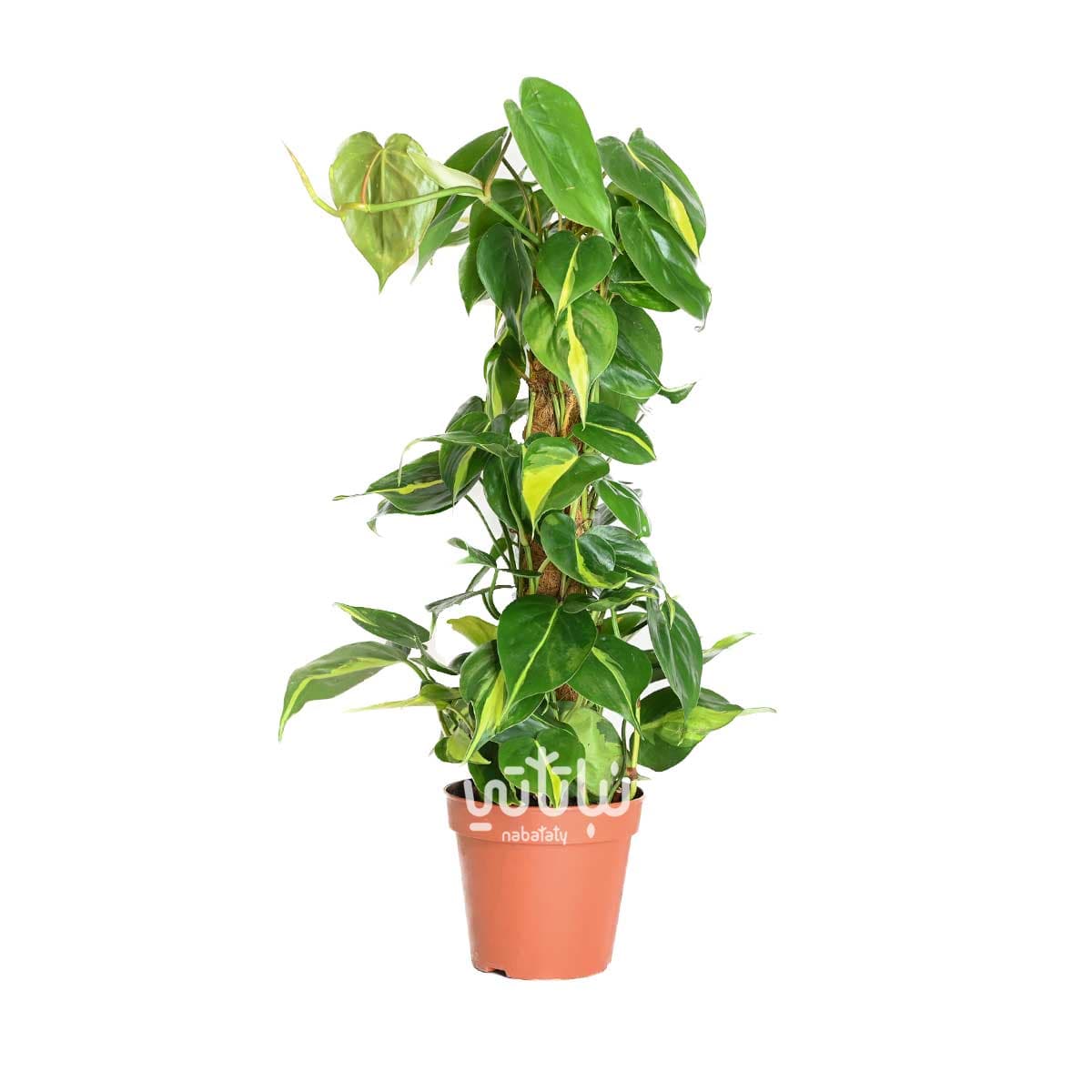 نبتة كرمة المحبوب برازيل متسلقة 50 سم