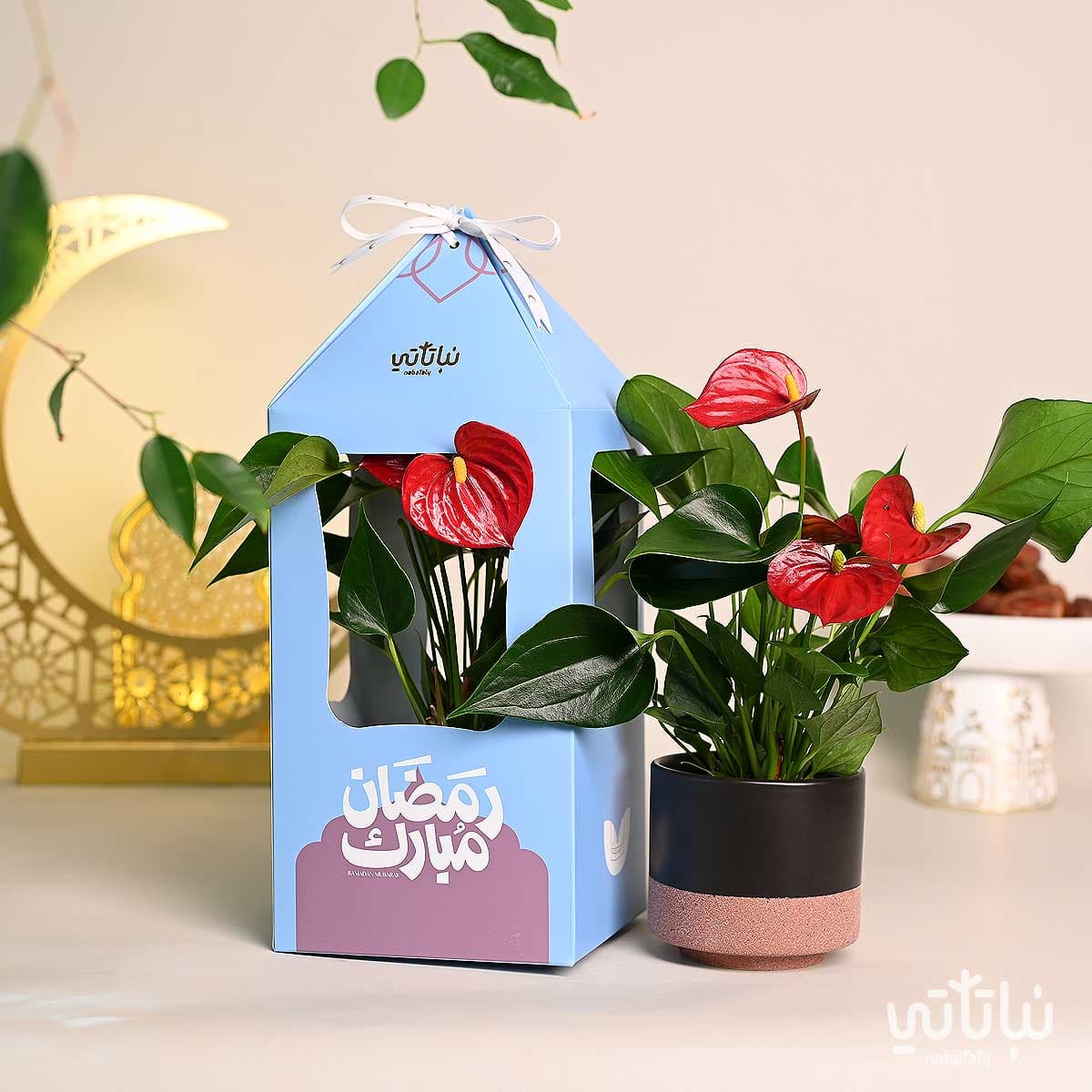 هدية فانوس رمضان نبتة الانتوريوم ازرق 3