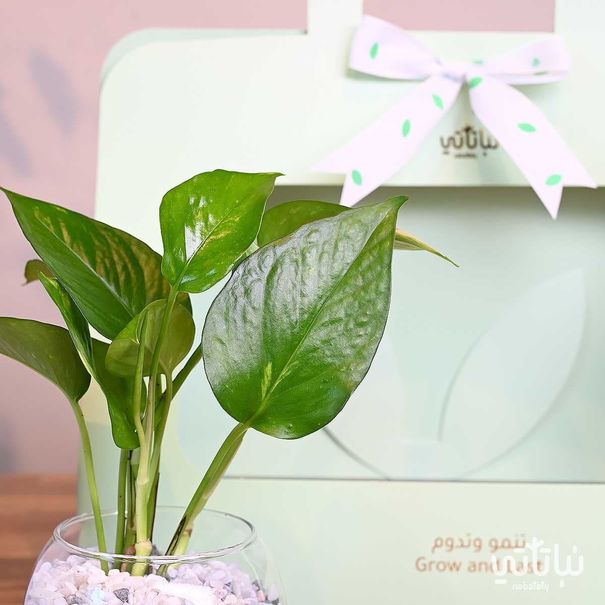 هدية نبتة البوتس اخضر فاتح مع قهوة كولومبيا لاس بالماس 4