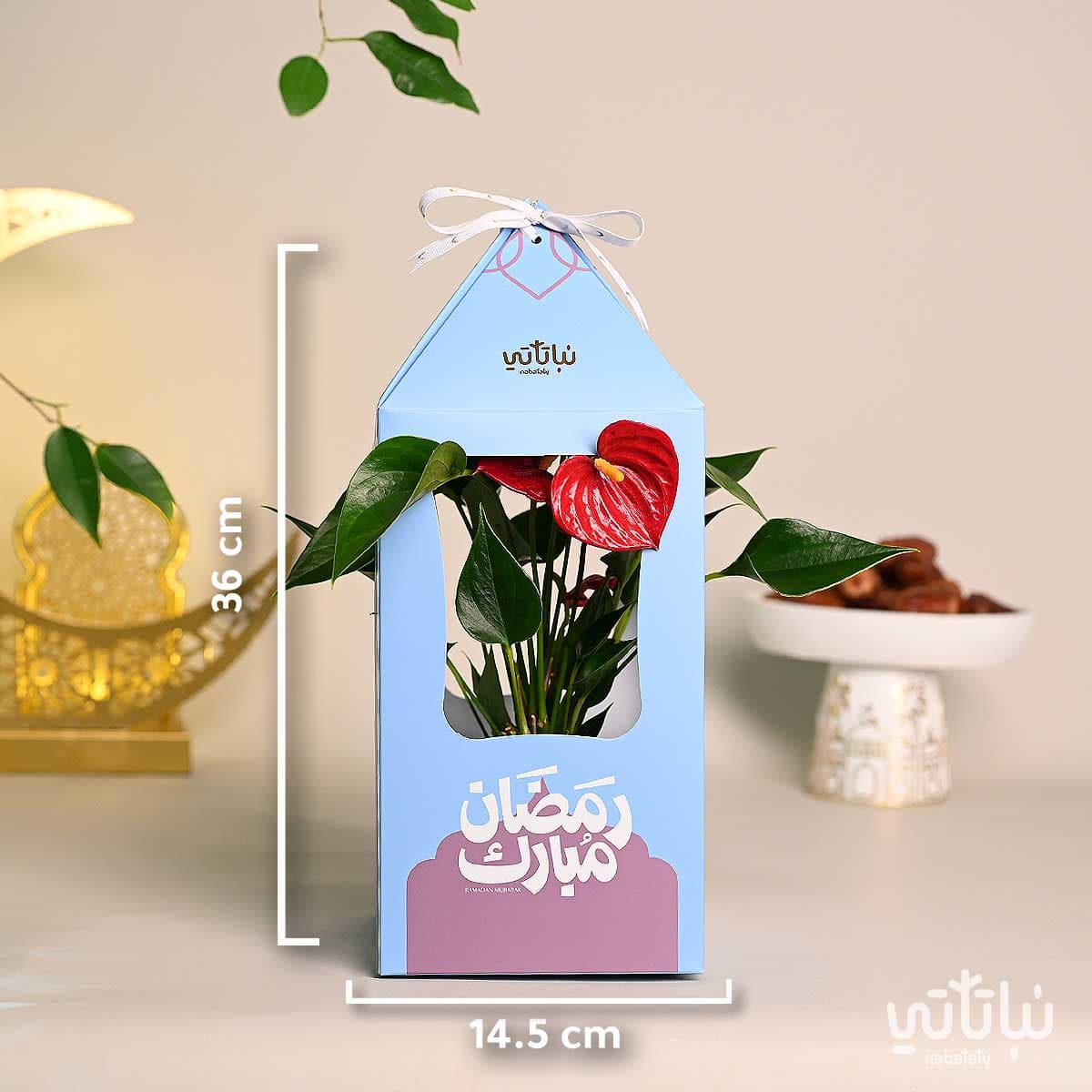 هدية فانوس رمضان نبتة الانتوريوم ازرق 2