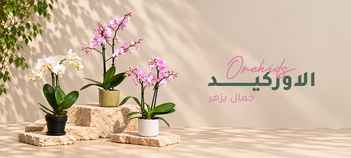 Nabataty Banner