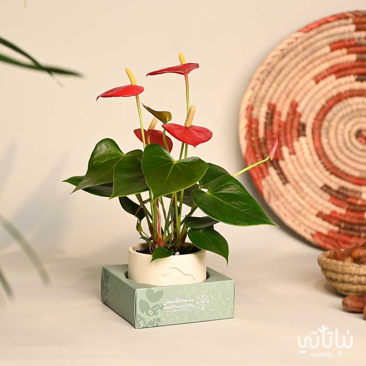 هدية نبتة الانتوريوم ثيم يوم التأسيس