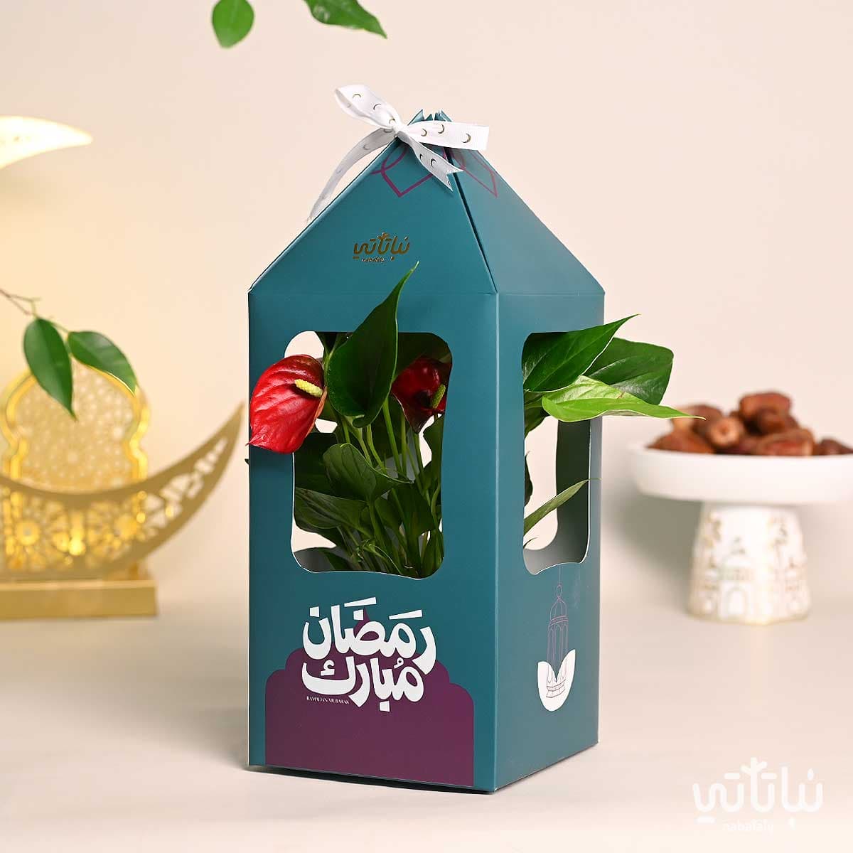هدية فانوس رمضان نبتة الانتوريوم اخضر 1