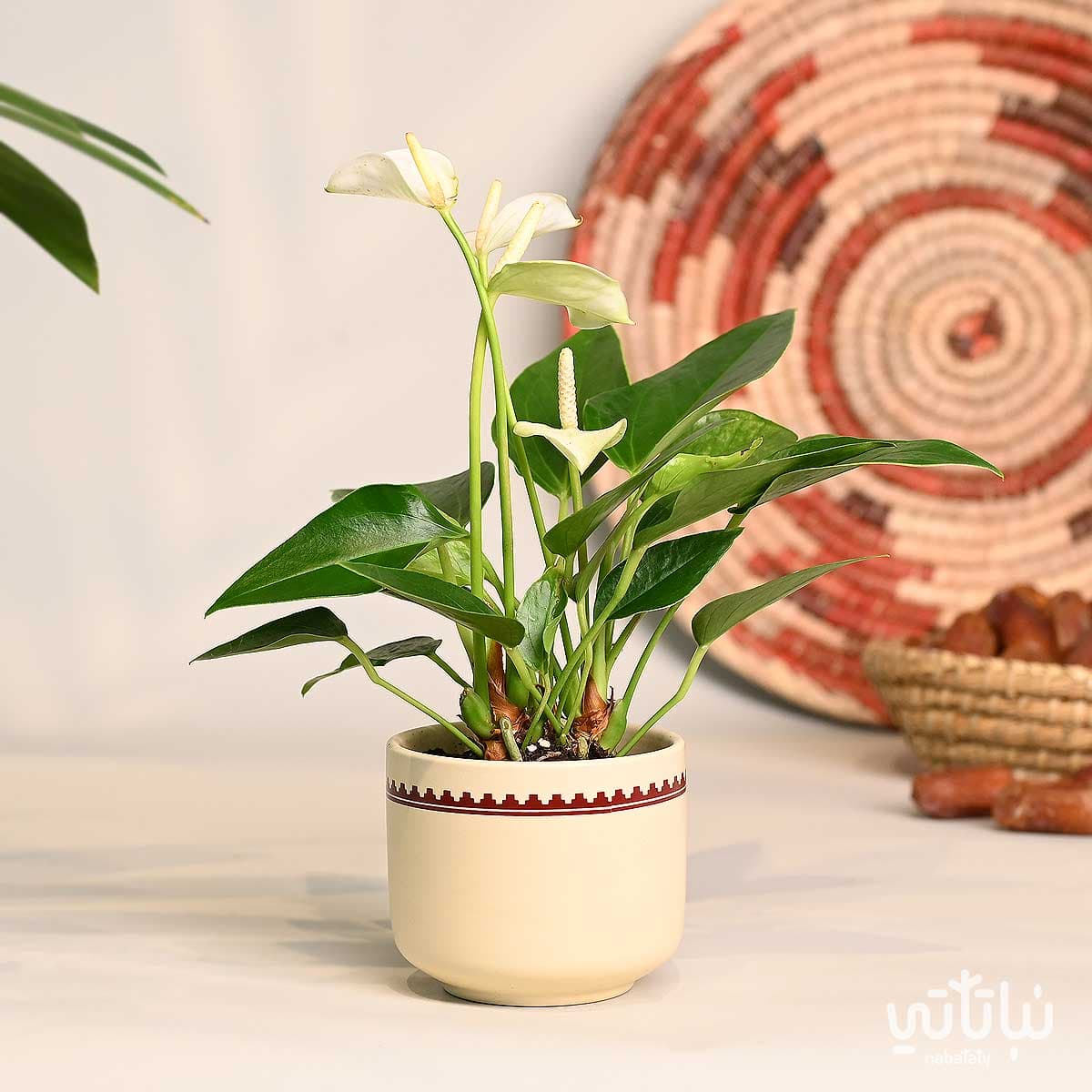 هدية نبتة الانتوريوم الابيض في اصيص نقش نجدي