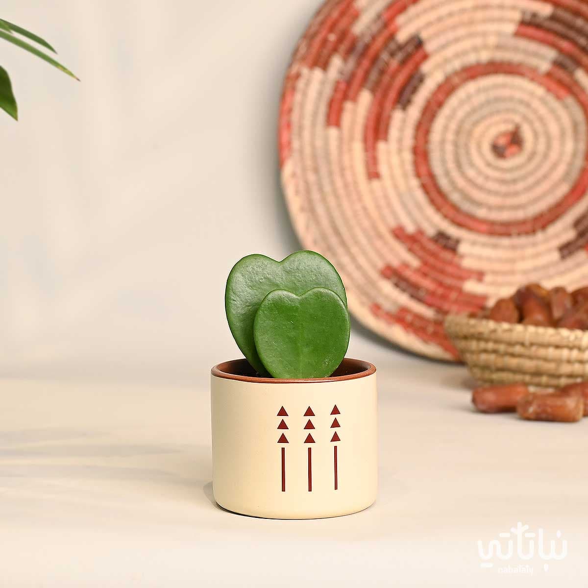 هدية نبتة الهويا دبل في اصيص الطراز السلماني