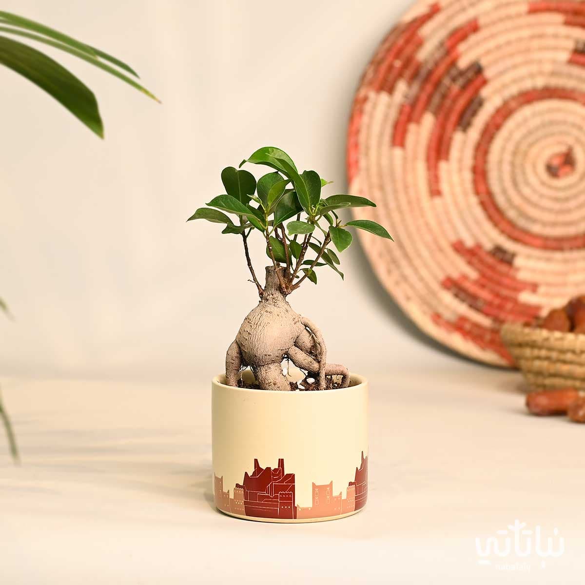 هدية نبتة بونساي ميني في حوض الدرعية