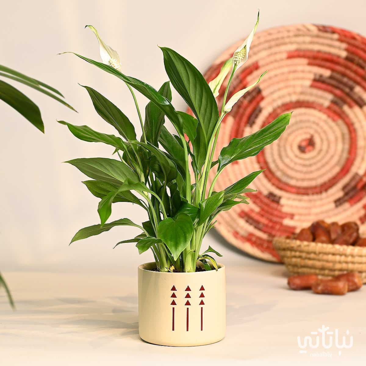 هدية نبتة الاشرعة البيضاء في اصيص الطراز السلماني