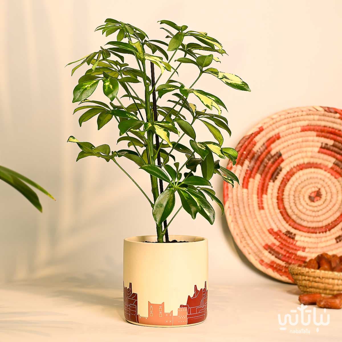 هدية نبتة شفليرا مبرقشة في حوض الدرعية