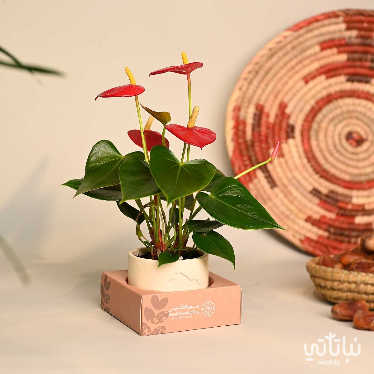 هدية نبتة الانتوريوم ثيم يوم التأسيس