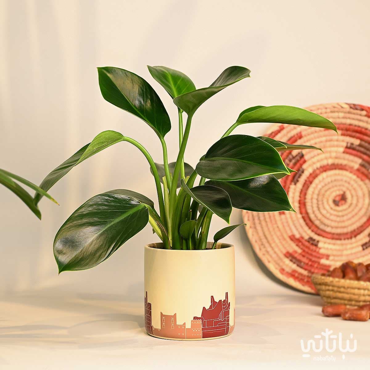 هدية نبتة الاميرة الخضراء في حوض الدرعية