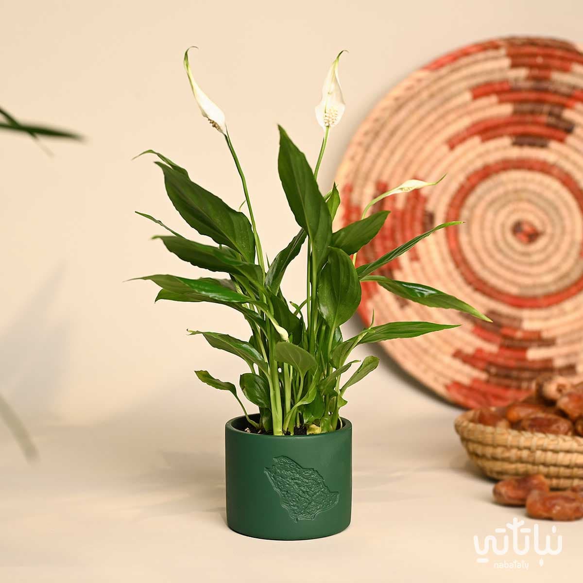 هدية نبتة الاشرعة البيضاء في حوض خريطة المملكة