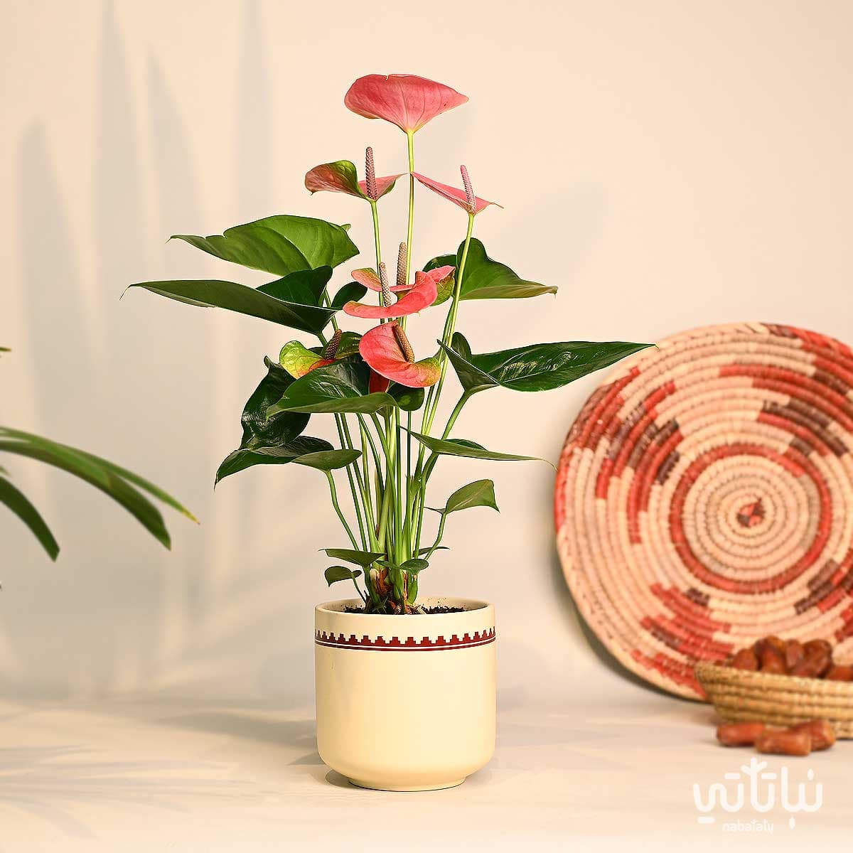 هدية نبتة الانتوريوم الوردي في اصيص نقش نجدي