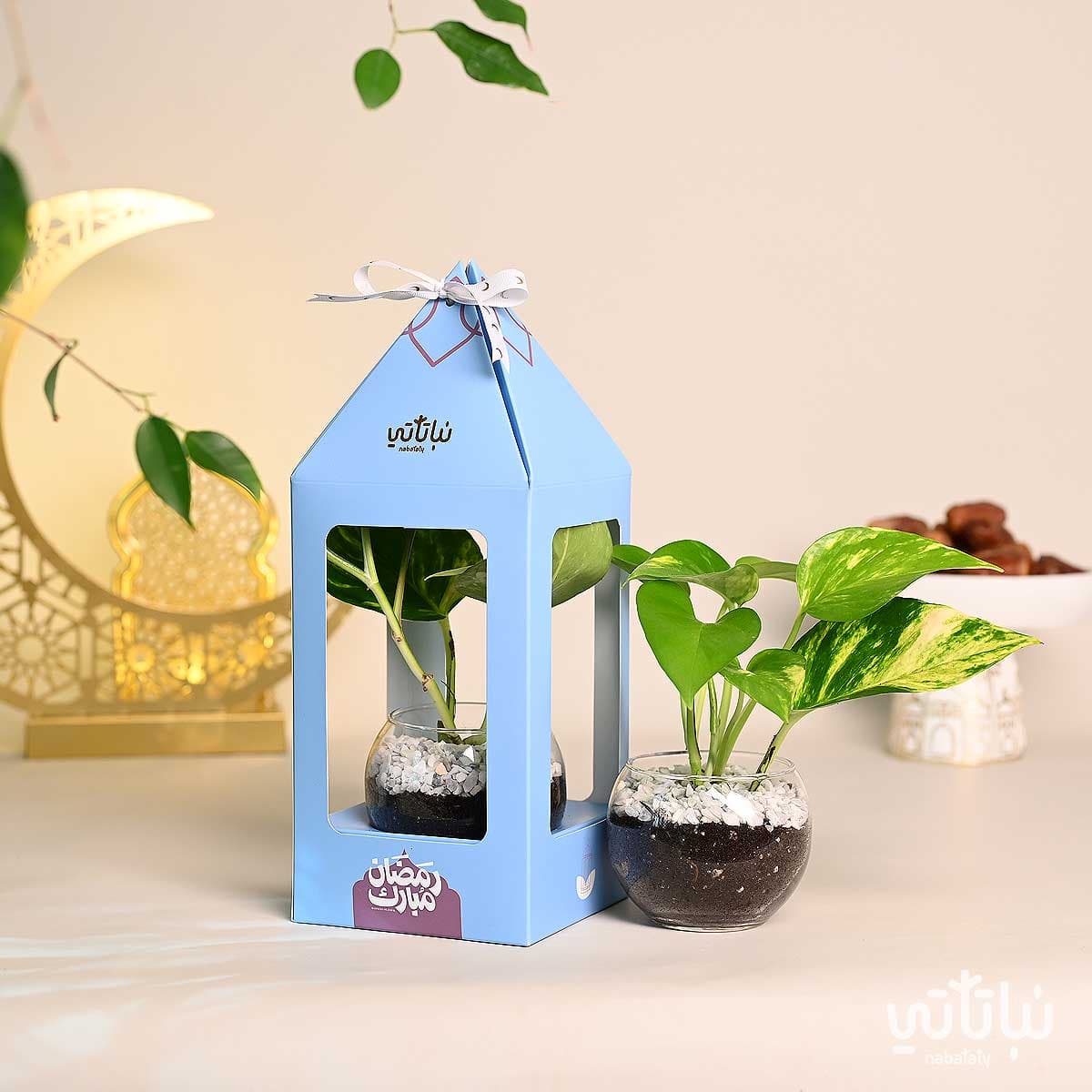 هدية فانوس رمضان نبتة البوتس ازرق 3