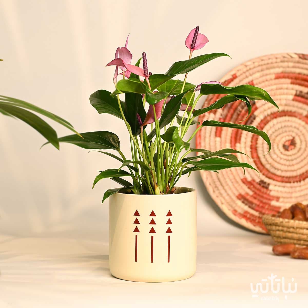 هدية نبتة الانتوريوم البنفسجي في اصيص الطراز السلماني