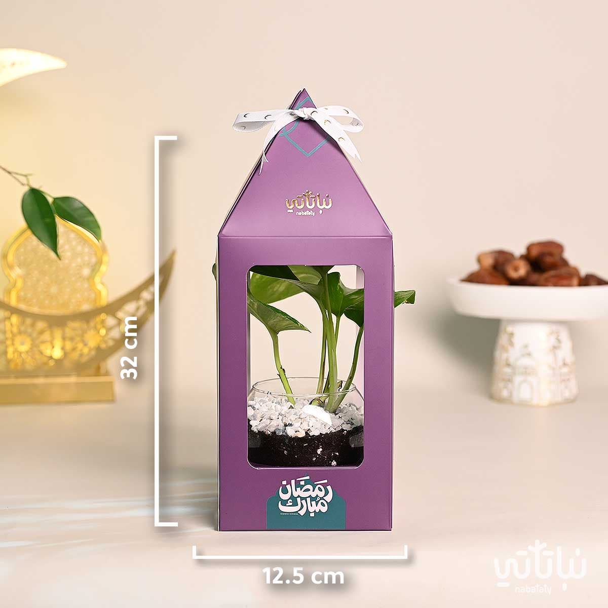 هدية فانوس رمضان نبتة البوتس بنفسجي 2