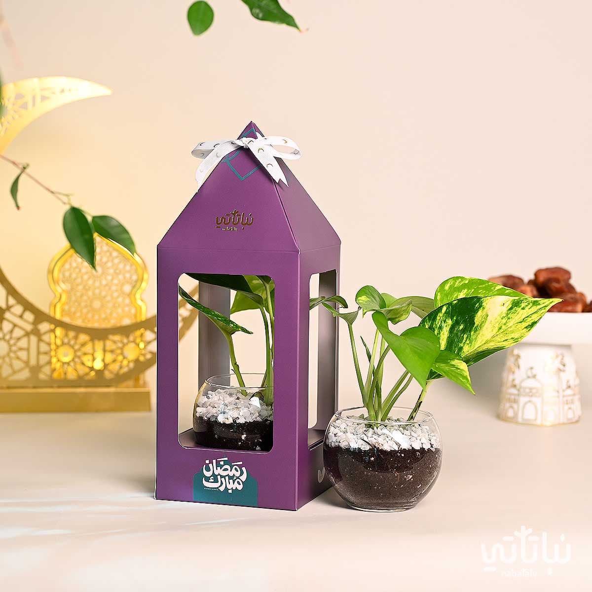 هدية فانوس رمضان نبتة البوتس بنفسجي 3