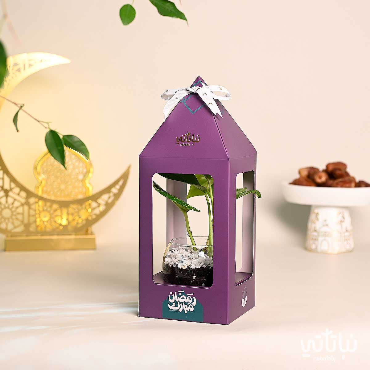هدية فانوس رمضان نبتة البوتس بنفسجي 1