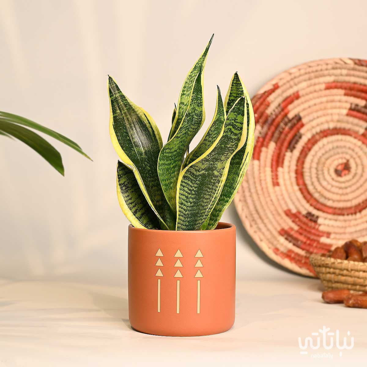 هدية نبتة جلد النمر في اصيص الطراز السلماني