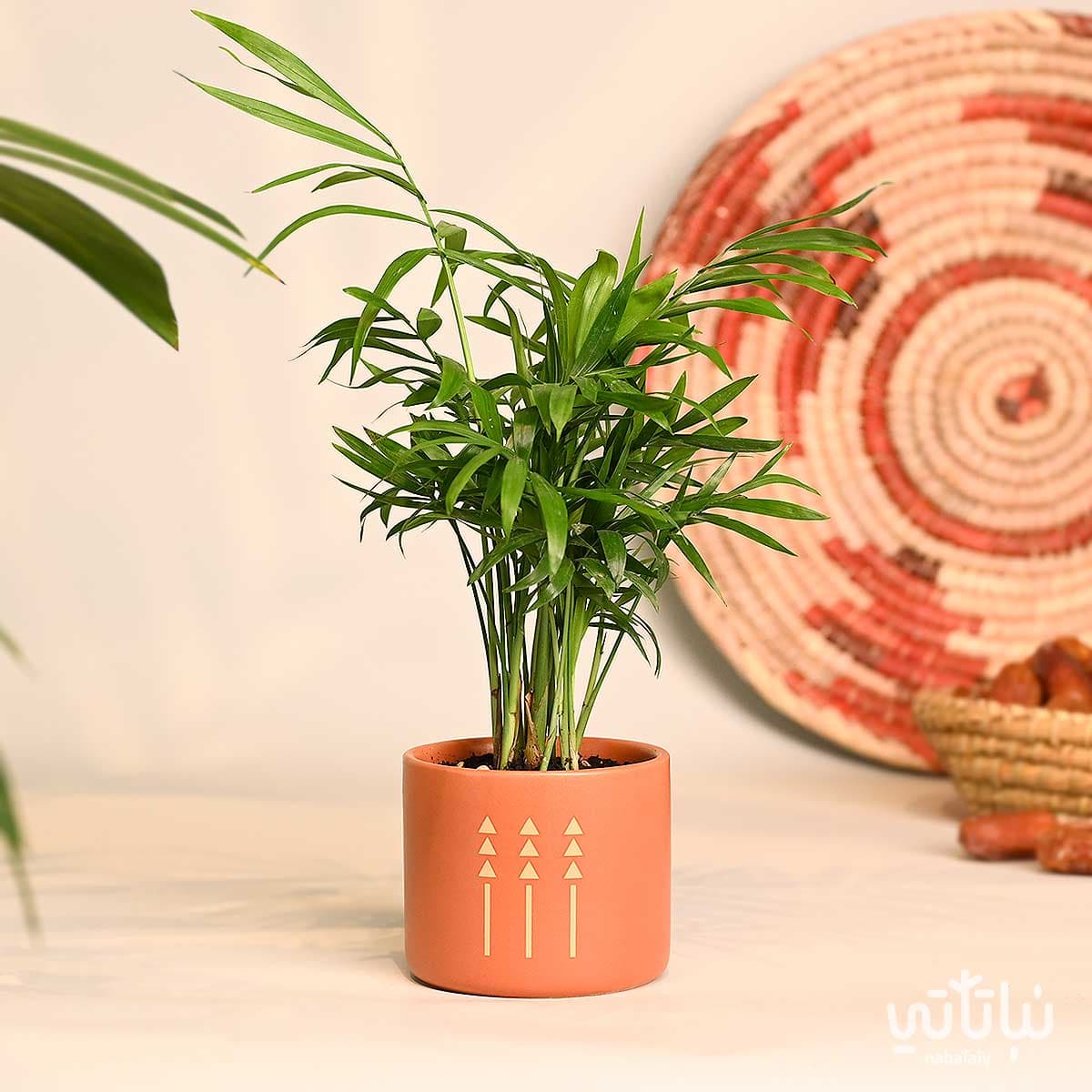 هدية نبتة تشامادوريا في اصيص الطراز السلماني