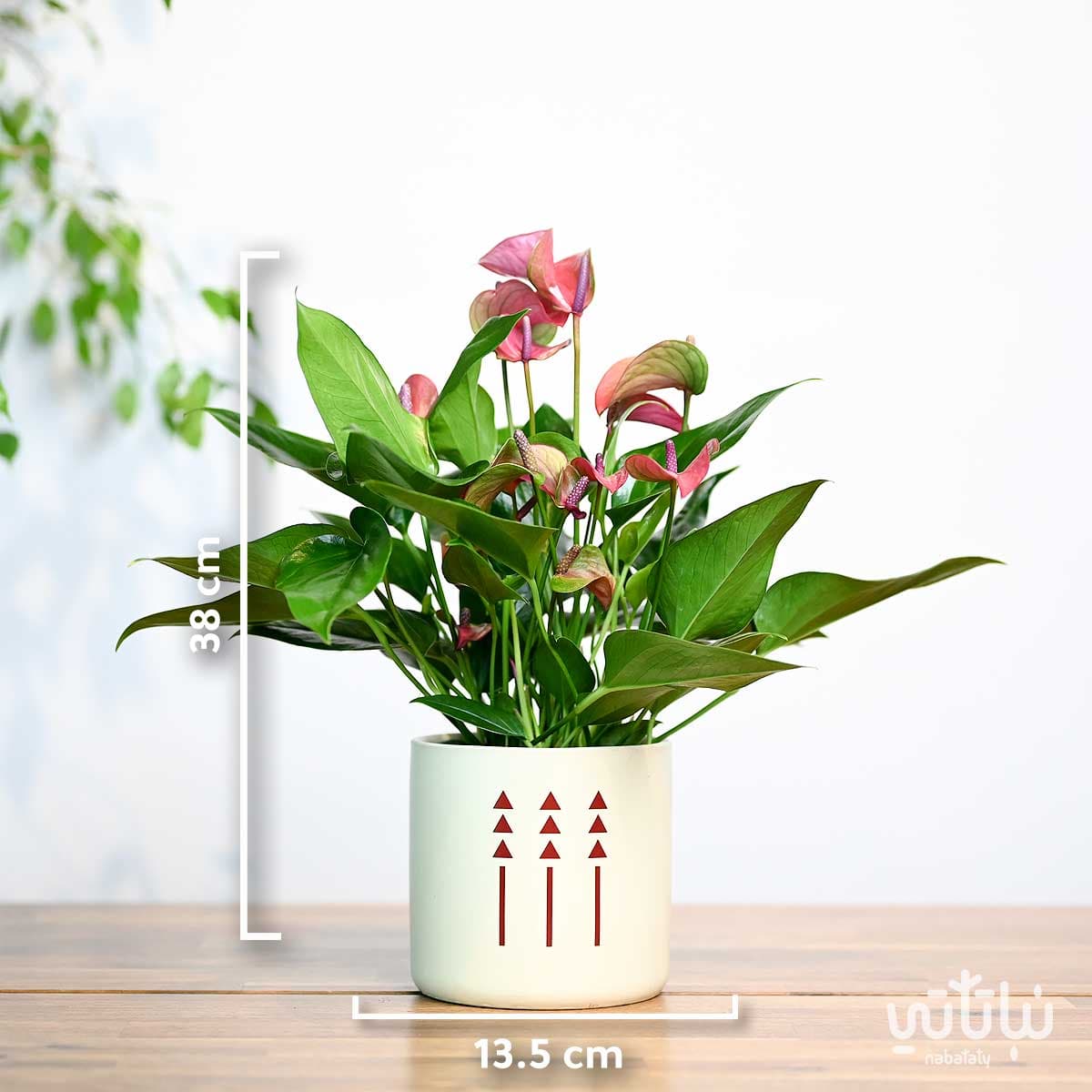 purple Anthurium plant gift in a Salmani style pot 2