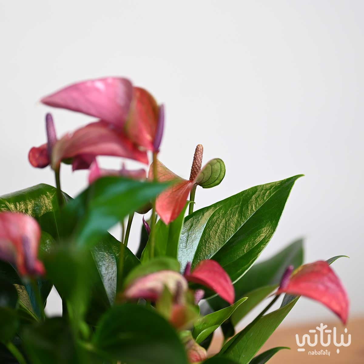 purple Anthurium plant gift in a Salmani style pot 3