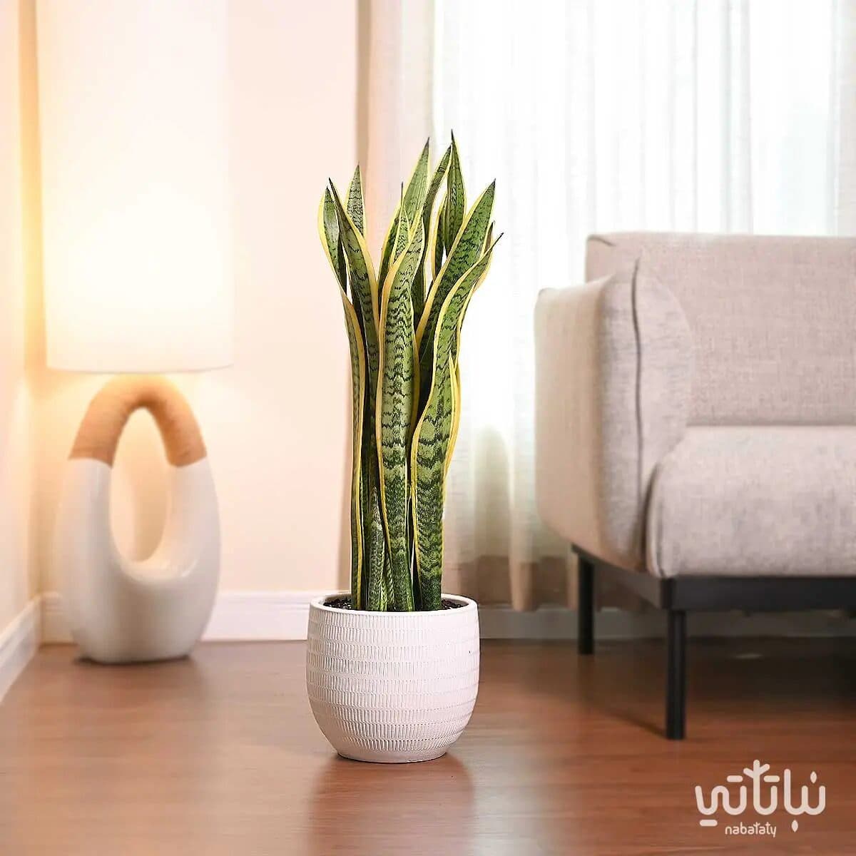 Leopard skin Plant in a White Ceramic Pot 1