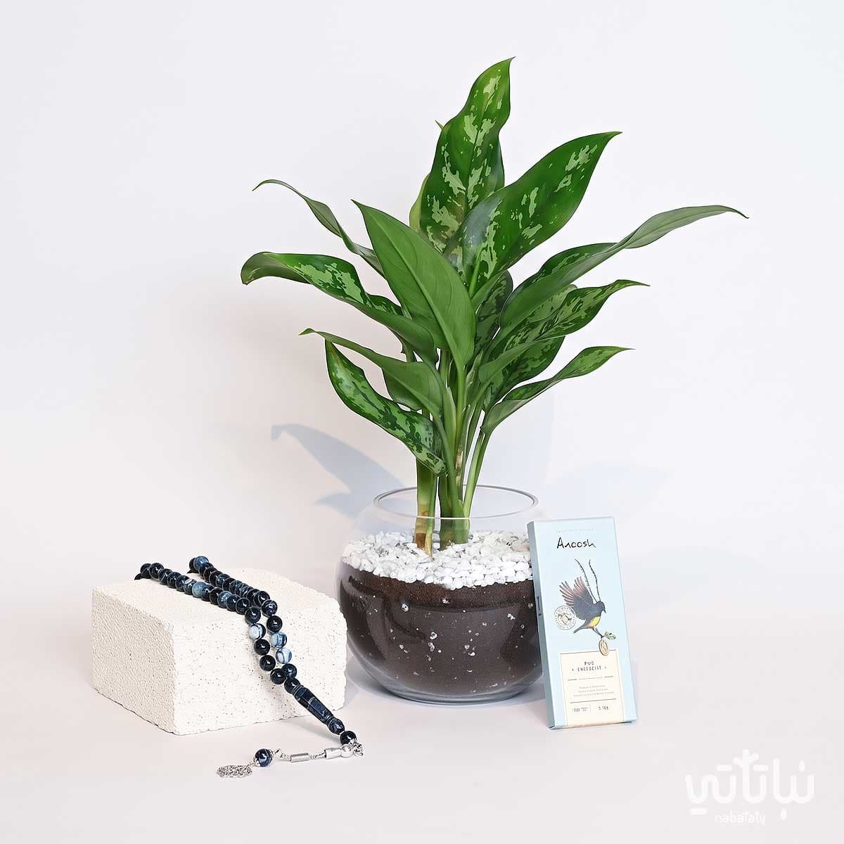 Father’s Day Gift Aglaonema Plant with Prayer Beads 1