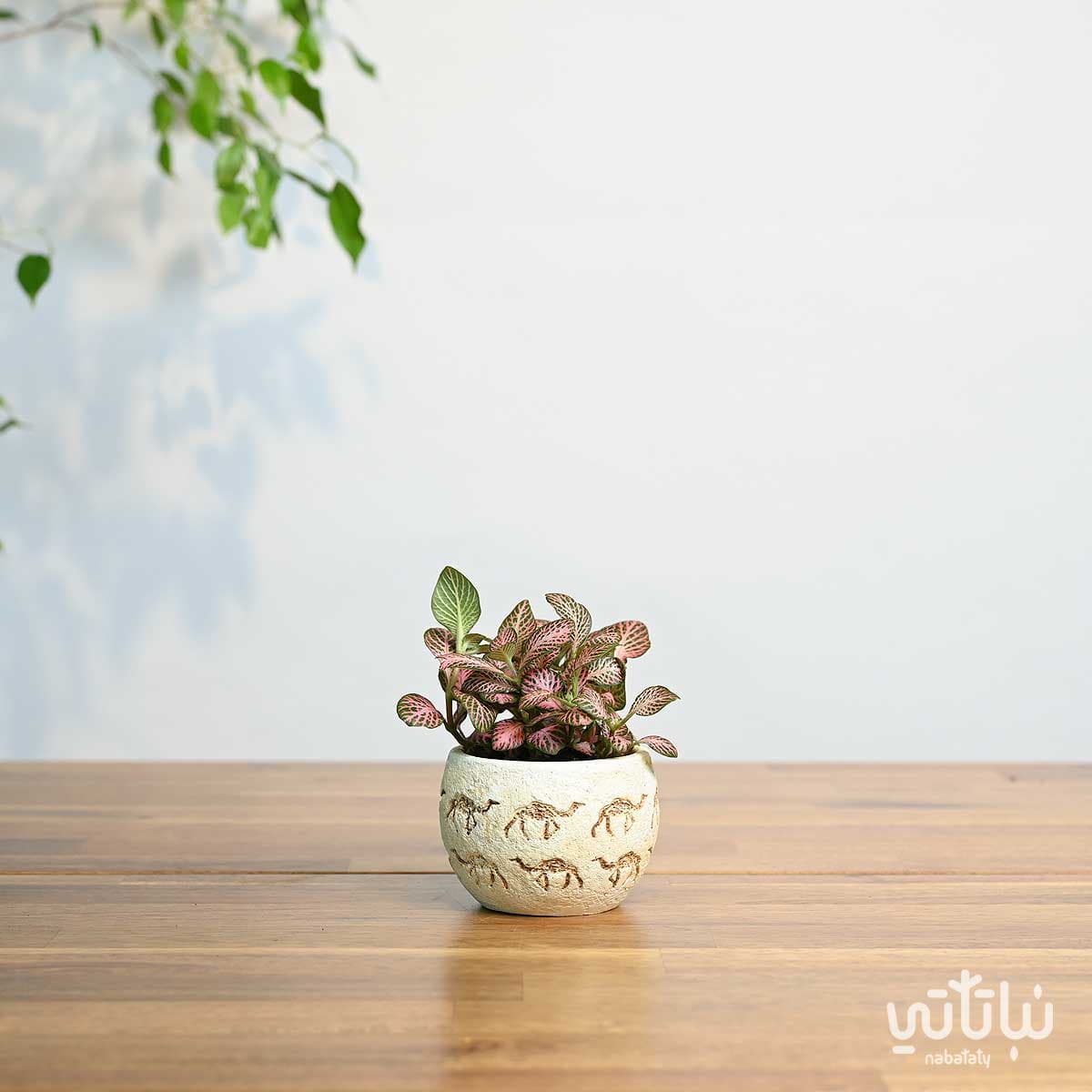 هدية نبتة الفيتونيا في حوض الجمل 1
