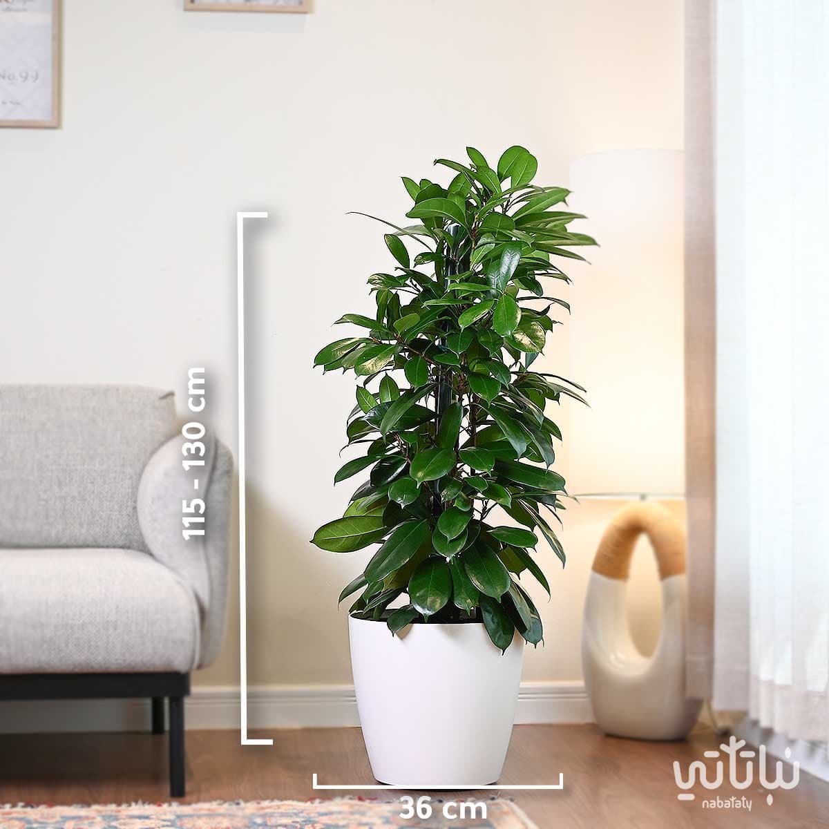نبتة فيكس كاستفيولا في حوض ري ذاتي ابيض 36 سم 2