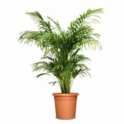 Areca Plant 120cm Nabataty Shop