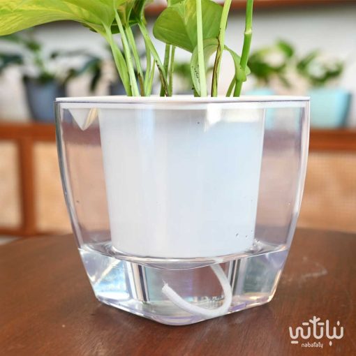 pohtos plant in a transparent self watering pot - Image 3