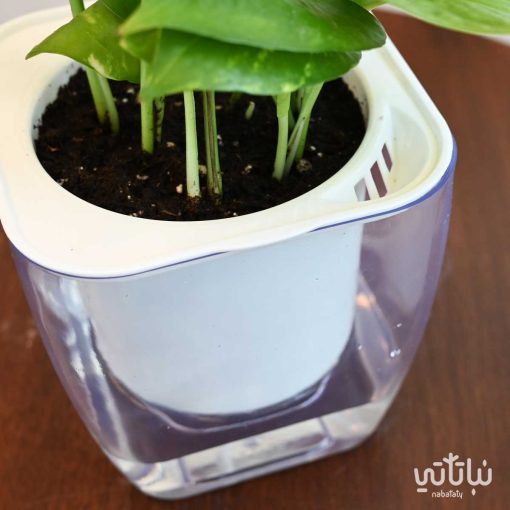 pohtos plant in a transparent self watering pot - Image 4