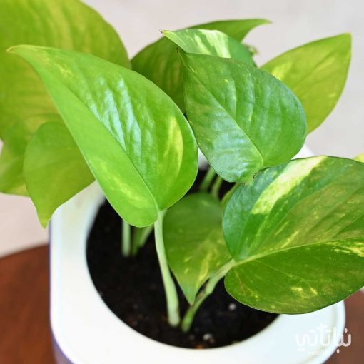 pohtos plant in a transparent self watering pot - Image 2
