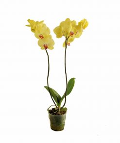 اوركيد اصفر