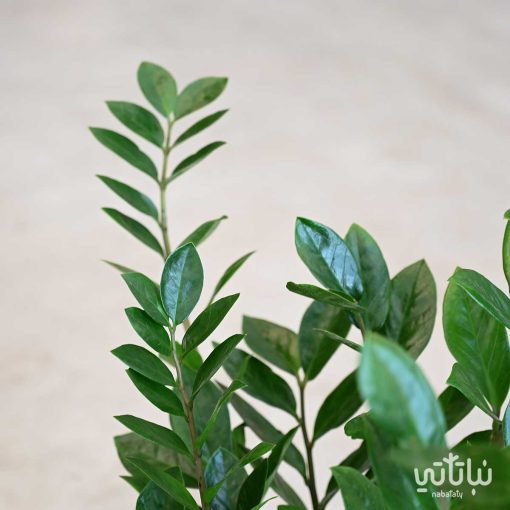 زاميا كبيرة في اصيص سيراميك رمادي