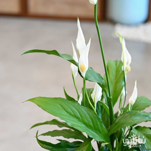 White sails plant in a ribbed beige pot - Image 3