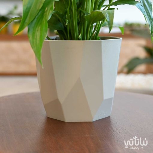 White sails plant in a ribbed beige pot - Image 2