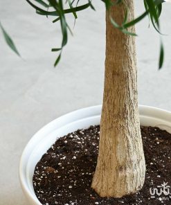 رجل الفيل في اصيص بلاستيك مزخرف
