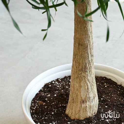 رجل الفيل في اصيص بلاستيك مزخرف