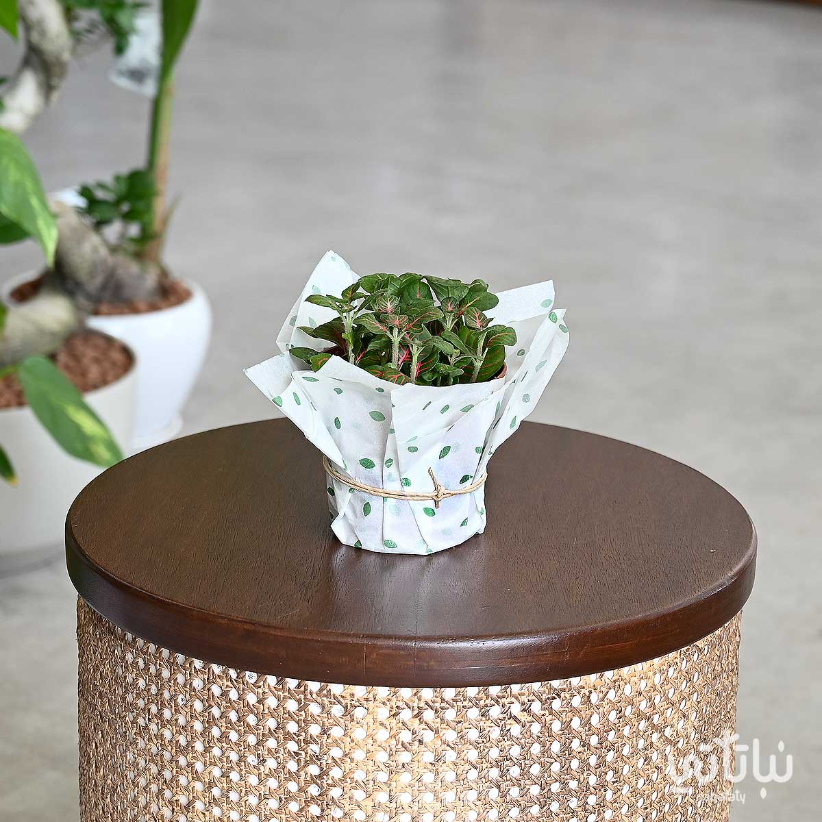 نبتة فيتونيا داكنة