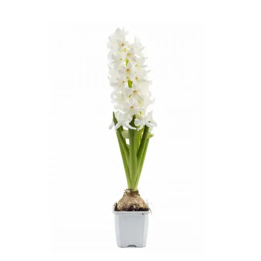 Hyacinthus White Plant