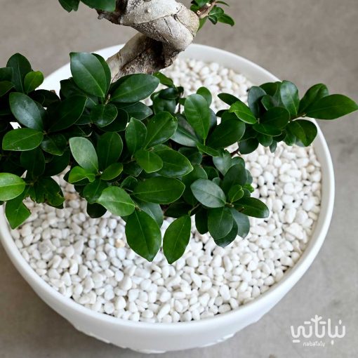بونساي في اصيص بلاستيك مزخرف